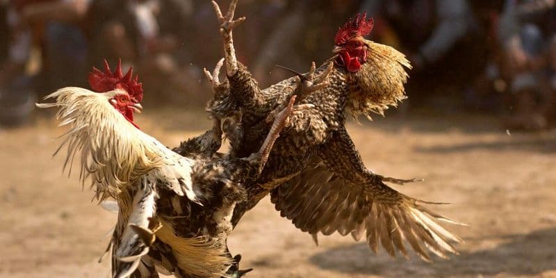 đá gà trực tiếp tại Biendo