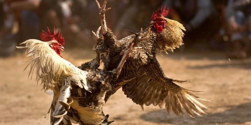 Đá Gà Trực Tiếp Tại Nhà Cái Bongvip Có Gì Thú Vị Với Cược Thủ